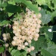 Саженец Белая смородина Снежанка в контейнере